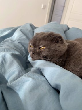 Ayırt edici kıvrımlı kulakları ve çarpıcı kehribar gözleri olan bir İskoç kedisi evde dikkatlice oturur. Safkan hayvan..