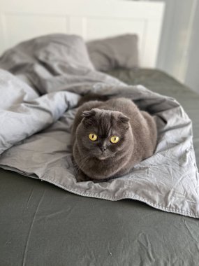 Ayırt edici kıvrımlı kulakları ve çarpıcı kehribar gözleri olan bir İskoç kedisi evde dikkatlice oturur. Safkan hayvan..