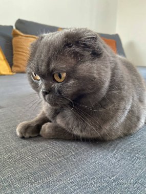 Oyuncu gri İskoç kedisi baş aşağı yerde yatıyor, evcil hayvan evde. Aile saadeti, rahatlık ve rahatlama kavramı.