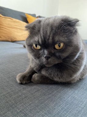 Oyuncu gri İskoç kedisi baş aşağı yerde yatıyor, evcil hayvan evde. Aile saadeti, rahatlık ve rahatlama kavramı.