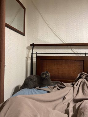 Rahat gri İskoç kedisi kanepede uzanıyor, evcil hayvan evde. Aile saadeti, rahatlık ve rahatlama kavramı..