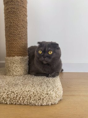 Sarı gözlü İskoç gri kedi evcil hayvanı desenli bir tırmalama kazığının yanında duruyor. Kedilerin sakin atmosferi ve rahatlığı.