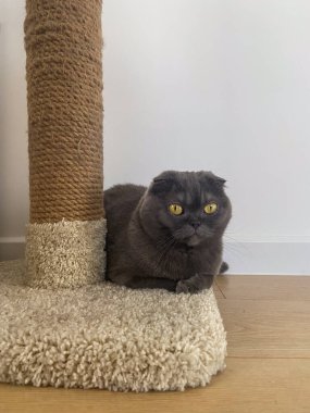 Sarı gözlü İskoç gri kedi evcil hayvanı desenli bir tırmalama kazığının yanında duruyor. Kedilerin sakin atmosferi ve rahatlığı.