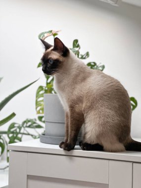 Evdeki komik siyam kedisi. Evcil hayvan ve rahatlama, konfor ve rahat konsept.