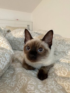 Evdeki komik siyam kedisi. Evcil hayvan ve rahatlama, konfor ve rahat konsept.