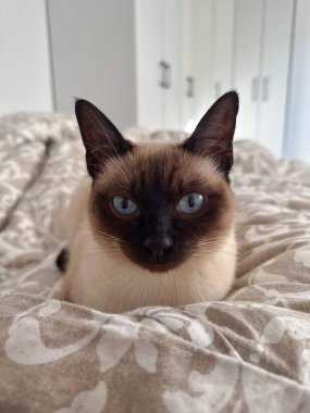 Evdeki komik siyam kedisi. Evcil hayvan ve rahatlama, konfor ve rahat konsept.