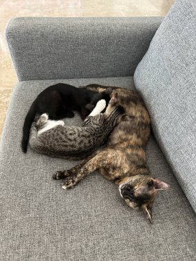 Benekli anne kedi yavrularını emziriyor. Evde yavrularını emziriyor. Memeli hayvan..