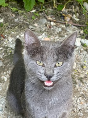 Yoğun odaklı gözleri olan Shorthair gri kedisi fayanslı zeminde sakince oturur. Kedilerin tüyleri, kendine güveni ve merakı. Hayvan fotoğrafçılığında minimalizm ve basitlik. Kedi merakı ve...