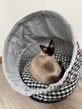 Sıcak siyam kedisi yumuşak bir kedi yatağında huzur içinde uyuyor. Evcil hayvan için aksesuarlar. Hayvan bakımı konsepti.