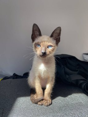 Evde sevimli kedi yavrusu siyam kedisi var. Hayvan konsepti.