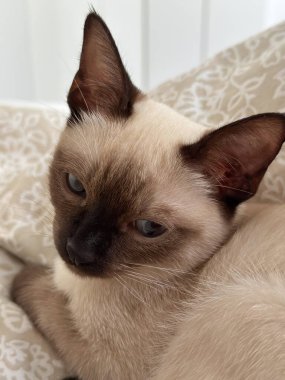 Evde sevimli kedi yavrusu siyam kedisi var. Hayvan konsepti.