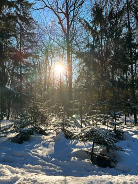 Kar, kar yağdıktan sonra çıplak ağaçlarla kaplı park yolunu kapladı. Şehir parkında kış. Kış mevsimi ve kuzey soğuk ülke konsepti.