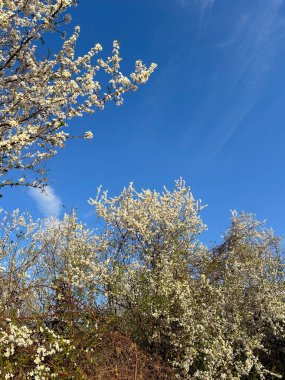 Açık mavi bir gökyüzüne karşı gelişen dallar. Narin beyaz çiçekler baharın gelişini ve doğanın güzelliğini kutluyor..
