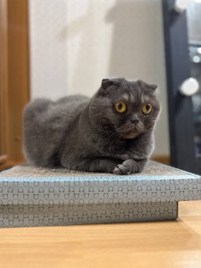 Ayırt edici kıvrımlı kulakları ve içeride oturan kehribar gözlü bir İskoç Katliamı kedisi. Safkan hayvan..