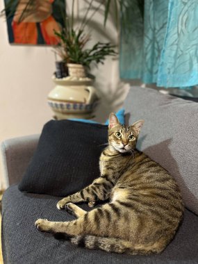 Tuhaf tekir kedi rahat bir şekilde kanepeye tünemiş, arka planda canlı mavi bir perde ile kameraya dikkatle bakıyor. Kedilerin doğal merakı ve sıcak ortamının sıcaklığı..