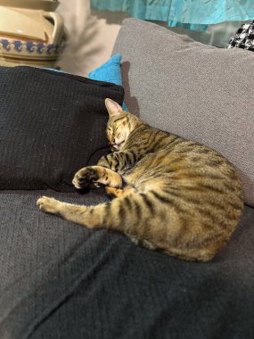 Gözleri kapalı, huzur içinde uyuyan tekir kedi. Sıcak sıcak atmosfer, kedi sükuneti ve memnuniyeti..