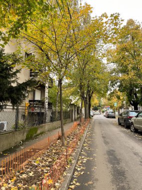 Sakin sonbahar sokak sahnesi. Sonbahar sezonu. Ağaçlar altın yapraklarla süslenir. Huzurlu ve resimsel bir ortam yaratır..