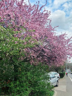Açık mavi gökyüzüne karşı pembe çiçeklerle çiçek açan dallar. Narin çiçekler baharın gelişini ve doğanın güzelliğini kutluyor..