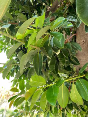 Açık havada canlı bir ağaç dalındaki yemyeşil yaprakların yakın görüntüsü yeşilliğin güzelliğini ve detaylarını gözler önüne seriyor. Huzurun özü ve doğal dünyanın zenginliği..