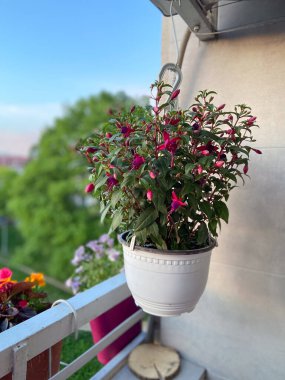 Balkondaki saksıda pembe çiçekler. Çiçek süslemesi. Evde bahçe işleri..