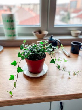 Kırmızı bir tencerede yeşil sarmaşık bitkisi bir pencere pervazında oturur ve sıcak iç kısımlarına biraz doğa katar. Pencereden gelen yumuşak gün ışığı uzayın huzur verici ve ferahlatıcı atmosferini arttırır..