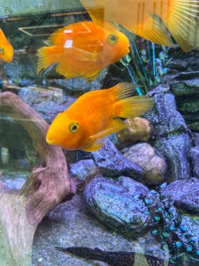 Parlak akvaryum sahnesinde canlı turuncu balıklar kayalar ve dallar arasında zarifçe süzülerek sualtı yaşamının güzelliklerini yakalıyorlar. Renkli su ortamı dingin ve büyüleyici bir ortam yaratır.