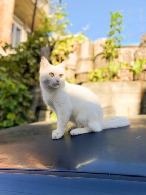 Beyaz kedi arabanın çatısında zarif bir şekilde oturur, güneşin altında güneşlenir. Arkaplanda yemyeşil alanlar var. Sahneye doğal bir dokunuş katıyor..