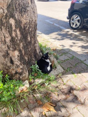 Siyah ve beyaz sokak kedisi, yeşil yapraklar ve benekli güneş ışığıyla çevrili bir ağaç gövdesine karşı huzur içinde dinleniyor..