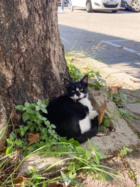 Siyah ve beyaz sokak kedisi, yeşil yapraklar ve benekli güneş ışığıyla çevrili bir ağaç gövdesine karşı huzur içinde dinleniyor..