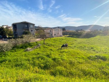 Karadağ 'ın Bar kenti yakınlarındaki bir çimenlikte inek otluyor.
