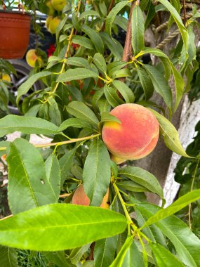 Olgun şeftali, canlı yapraklarla çevrili yemyeşil bir dala nazikçe asılır ve yazın cömertliğinin özünü yakalar. Basit bir güzellik ve bir bahçe düzeninde doğanın bereketi.
