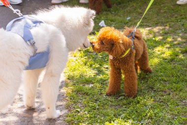 Küçük çikolatalı kaniş ve çimlerin üzerinde beyaz büyük köpek. Doğada evcil hayvan. Köpek dostluğu.