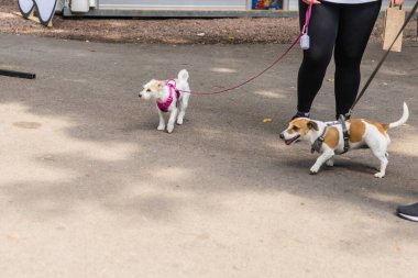 Tasmalı iki küçük köpek, sahibinin yanında açık hava parkında asfalt bir yolda yürüyor. Arkadaşlık açık hava aktiviteleri ve sıradan bir gezinti sırasında evcil hayvanların neşeli enerjisi.