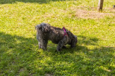 Fluffy gray dog with a pink harness sniffs the grass in a sunny park. Moment of pet curiosity and exploration in a peaceful outdoor environment clipart