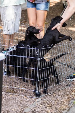 Metal bir kalem içindeki bir grup siyah köpek yavrusu evcil hayvanlarla oynaşan insanlarla etkileşime giriyor. Evcil hayvan ve etkileşimin neşesi ile insan bağlantısı.