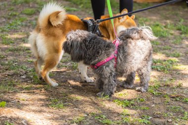 Tasmalı iki küçük köpek bir parkta ilginç bir şekilde etkileşime girer, biri kabarık gri paltolu, diğeri ise kahverengi kürklü. Rahat bir ortamda evcil hayvanlar arasında dostça bir etkileşim..
