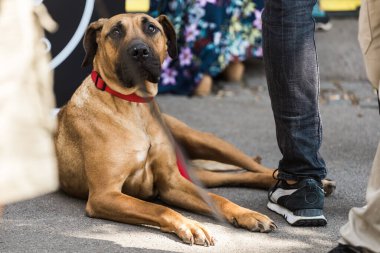 Kırmızı yakalı, büyük, bronz bir köpek yanında duran insanların yanında yerde yatıyor. Evcil hayvan sakin ve sadık köpek yoldaşı kalabalık bir açık havada.