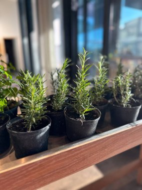 Siyah saksılarda yetişen taze otlar, rahat bir kafede güneşin altında güneşleniyorlar. Yeşillik kırsal alana hayat ve tazelik getirir..