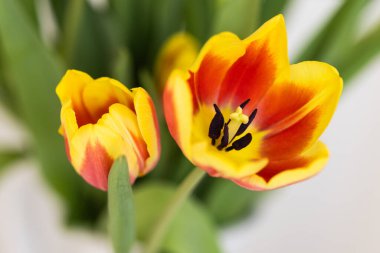 Narin taç yapraklı, canlı lale çiçeklerine yakın çekim. Doğa, bahar ve çiçek kavramı