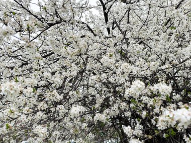 Dense white blossoms covering tree branches in spring. Concept of renewal nature, purity and natural beauty.
