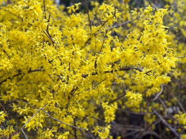Yellow forsythia blossoms on delicate branches. Concept of spring, renewal nature and botany.