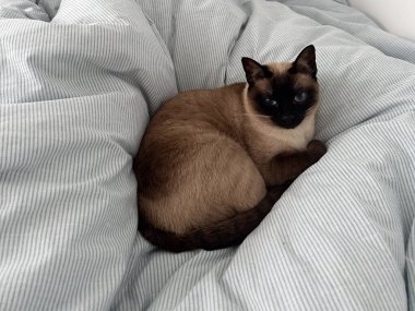 Yatakta yatan mavi gözlü sevimli siyam kedisi. Sevimli küçük evcil hayvan kavramı.