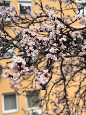Blossoming tree branches against a pastel-colored building with windows in the background. Concept of urban nature, seasonal transformation and harmony between architecture and flora.