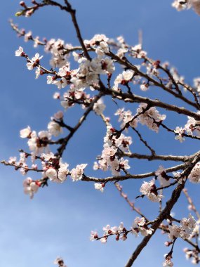 Blossoming tree branches against a clear blue sky. Concept of spring, renewal and nature.