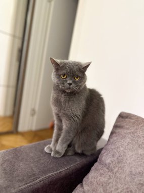 Sıska gri İngiliz Shorthair kedisi kameranın önündeki evcil hayvan sahibine tuhaf bir şekilde bakıyor..