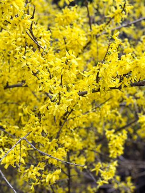 Forsythia branches covered in bright yellow flowers. Concept of spring, vitality, and renewal.