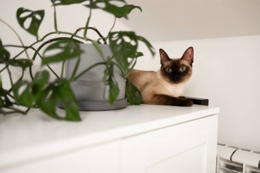 Beyaz dolapta yeşil bitkinin yanında dinlenen siyam kedisi. Huzurlu bir iç atmosfer ve evcil hayvan varlığının iç mekandaki uyumu.