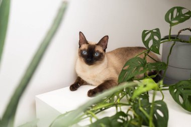 Beyaz dolapta yeşil bitkinin yanında dinlenen siyam kedisi. Huzurlu bir iç atmosfer ve evcil hayvan varlığının iç mekandaki uyumu.