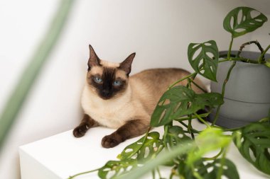 Modern iç kısımda yeşil bitkinin yanında dinlenen siyam kedisi. Evcil hayvanlarla doğal ortamların huzurlu bir arada yaşaması. Hayvan konsepti.
