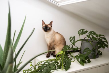Beyaz dolapta yeşil bitkinin yanında dinlenen siyam kedisi. Huzurlu bir iç atmosfer ve evcil hayvan varlığının iç mekandaki uyumu.